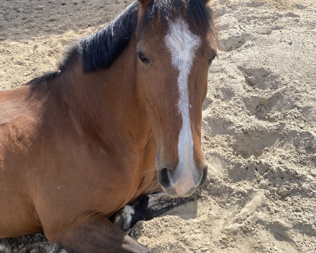 Springpferd Ennistymon Bessie (Pony ohne Rassebezeichnung, 2015)