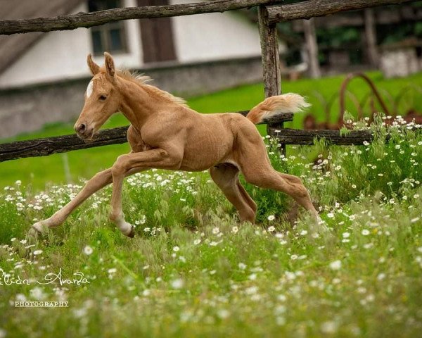 jumper Illustrissimus de Gilián (Hungarian Warmblood, 2021, from Zapatero VDL)