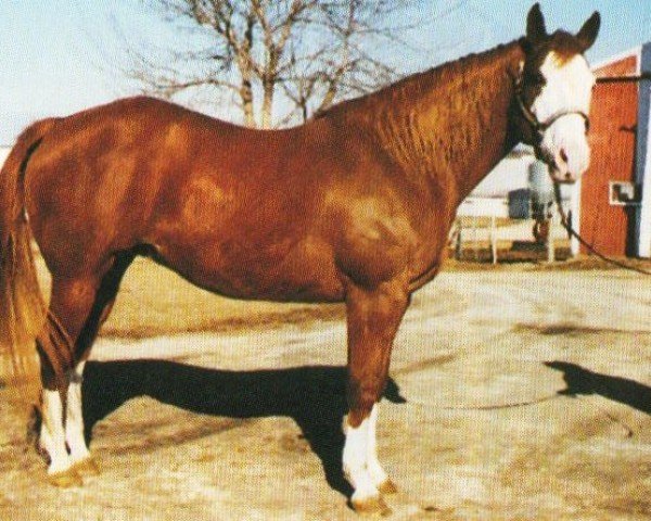 horse Elleedee Macsonny (Paint Horse, 1985, from Red Sonny Dee)
