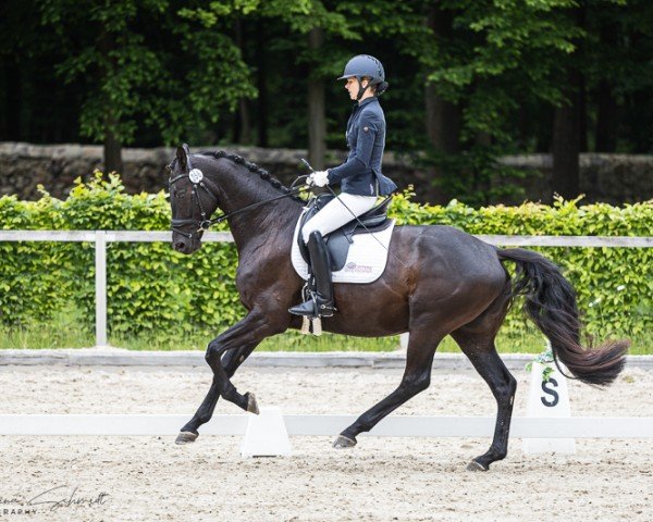 dressage horse Maserati 28 (Hanoverian, 2021, from Morricone)