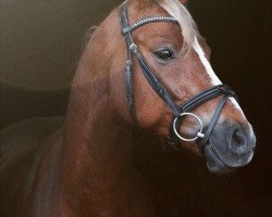 horse Steendieks Pirelli (German Riding Pony, 2009, from Principal Boy)