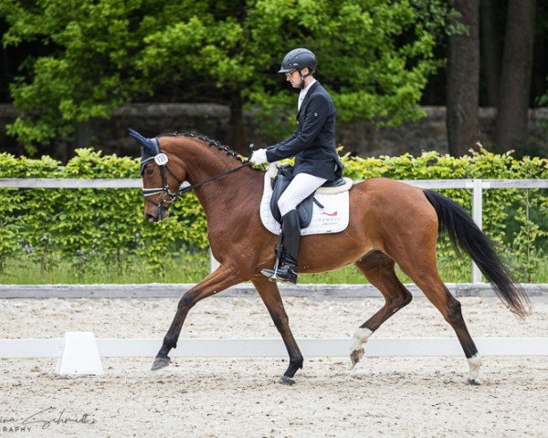 dressage horse New Balance 4 (Oldenburg, 2021, from Bon Vivaldi NRW)