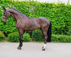 jumper St.Emilion du Moulin MM (Oldenburg show jumper, 2017, from Stalypso)