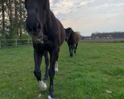 broodmare Zina 5 (KWPN (Royal Dutch Sporthorse), 2004, from Special D)