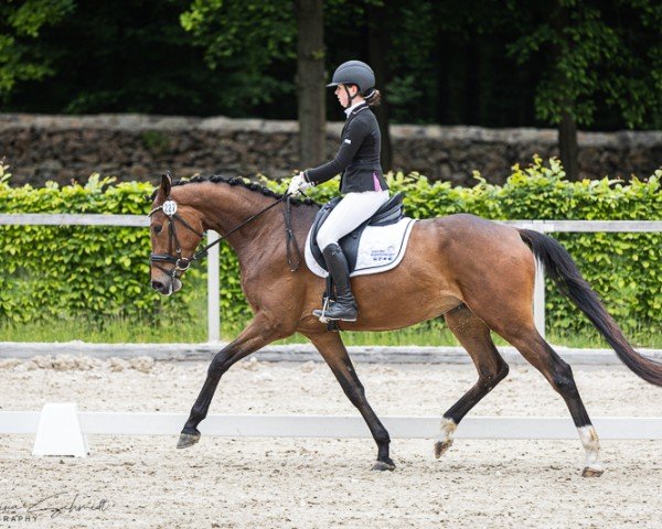 dressage horse Loni 205 (German Sport Horse, 2021, from Si Senor M)