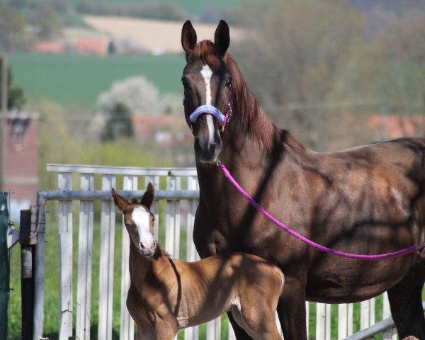 broodmare Fleur du Coeur (Hanoverian,  , from Fuechtels Floriscount OLD)