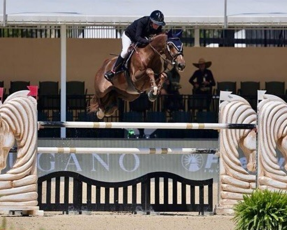 jumper Ulysses (Zangersheide riding horse, 2016, from For Pleasure)