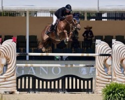 jumper Ulysses (Zangersheide riding horse, 2016, from For Pleasure)