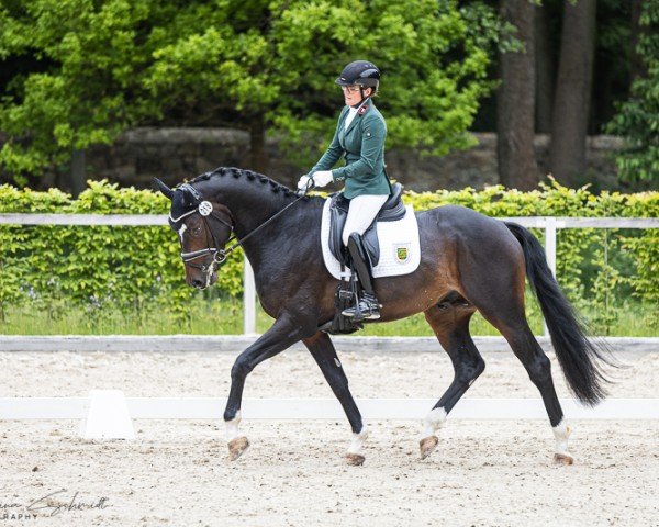 dressage horse Tamino (Hanoverian, 2021, from Totilas)