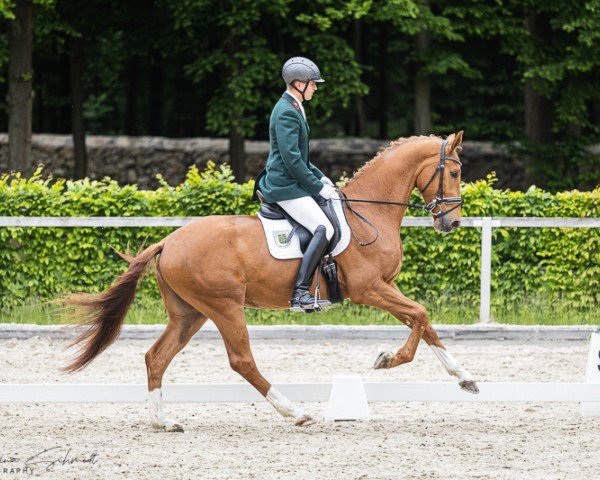 Dressurpferd Vasanto (Deutsches Sportpferd, 2022, von Va' Pensiero FRH)
