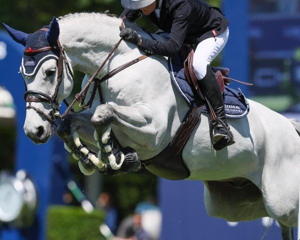 jumper Pegasus (Rhinelander, 2017, from K.i Checkter)