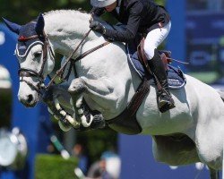 jumper Pegasus (Rhinelander, 2017, from K.i Checkter)