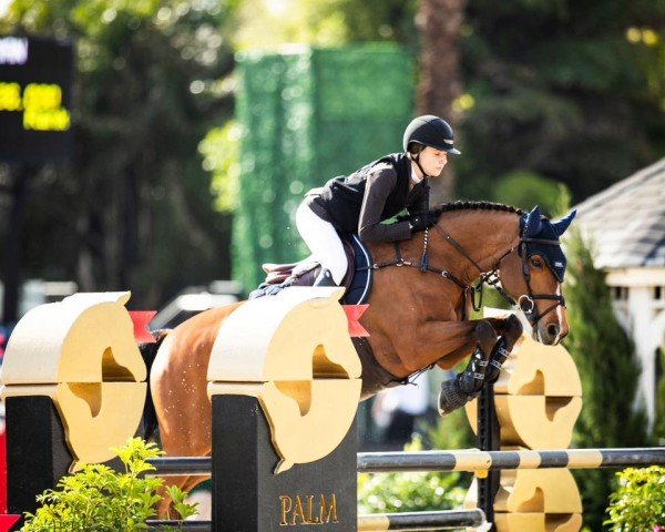 jumper Thijssen Sr Z (Zangersheide riding horse, 2011, from Tyson)
