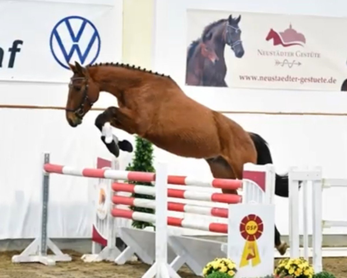 horse Conaico (German Sport Horse, 2019, from Cappucino)