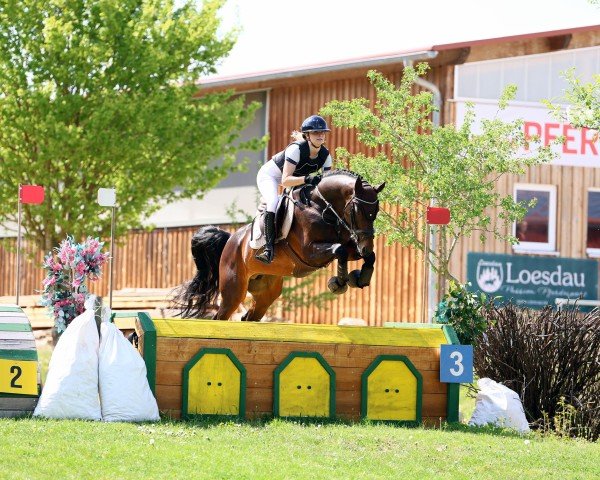 jumper Grabowski (Trakehner, 2019, from Adorator)