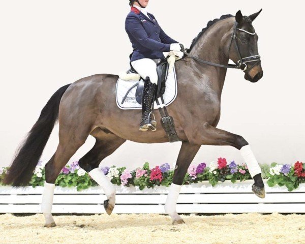 dressage horse Fitano (Oldenburg, 2020, from Fidertanz)