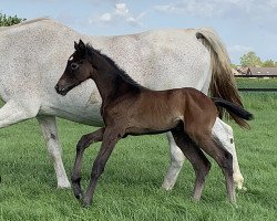 Springpferd Chaccobelle (Westfale, 2021, von Christian's Chacco)