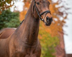 jumper Calita 13 (Hanoverian, 2009, from Conteur)