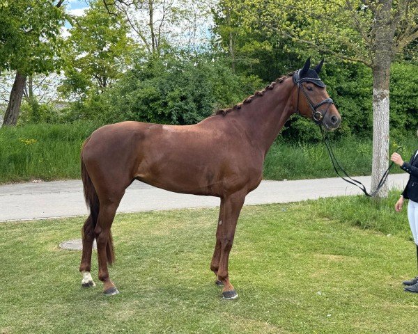 dressage horse Only You PJF (Oldenburg, 2021, from Iron)