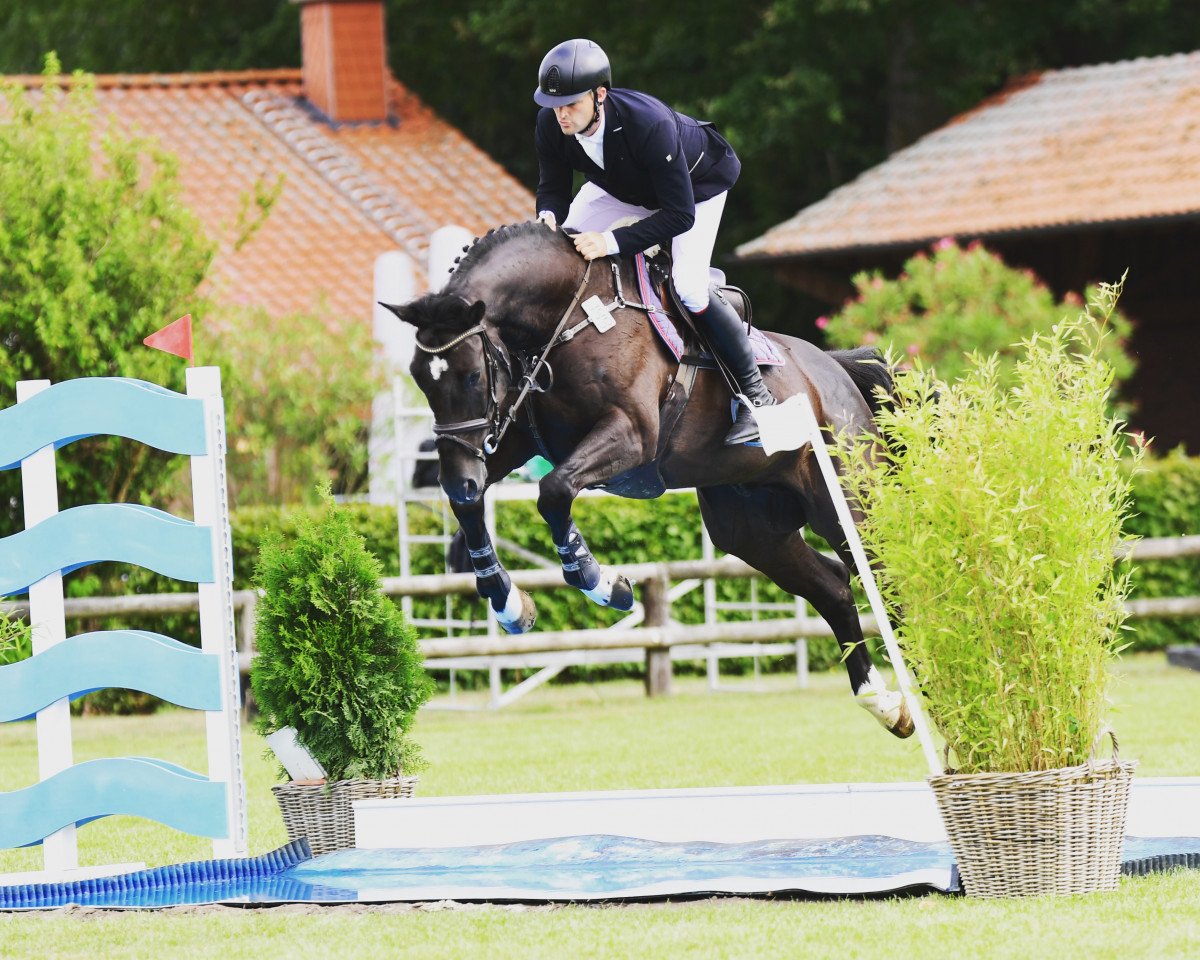 jumper Casanova O 3 (Oldenburg show jumper, 2013, from Casario II)