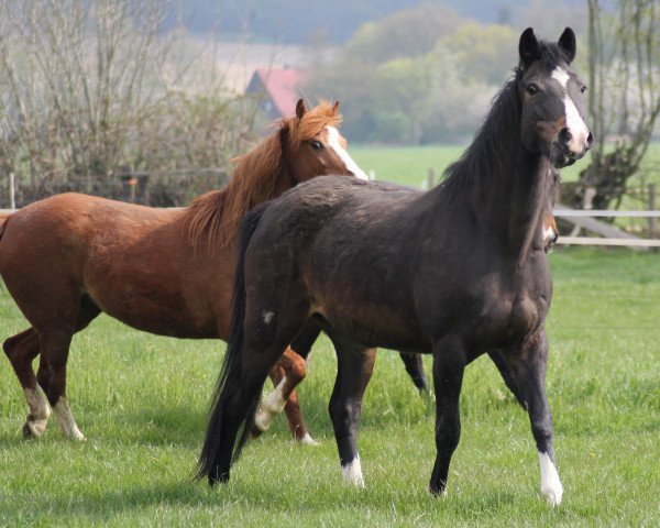 broodmare Steverheides Waola (German Riding Pony, 2005, from Werwolf)