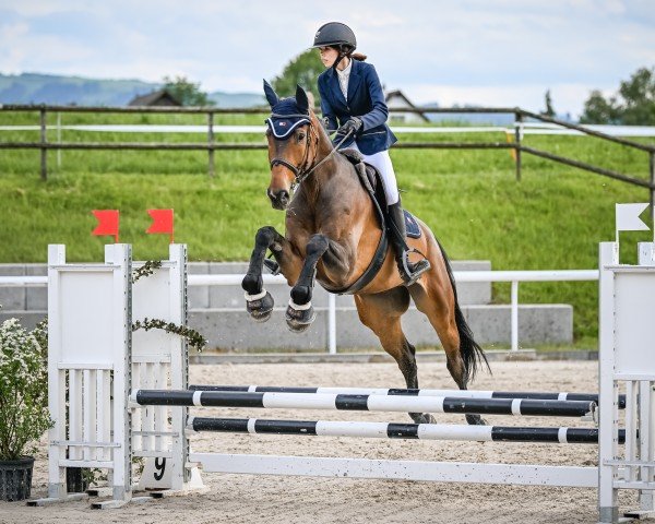 Springpferd Viscato HS (Hannoveraner, 2018, von Viscount 22)
