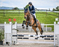 Springpferd Viscato HS (Hannoveraner, 2018, von Viscount 22)
