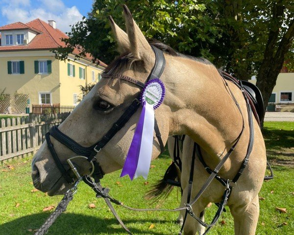 Springpferd Brandy 16 (Deutsches Sportpferd, 2018, von Cesaro)