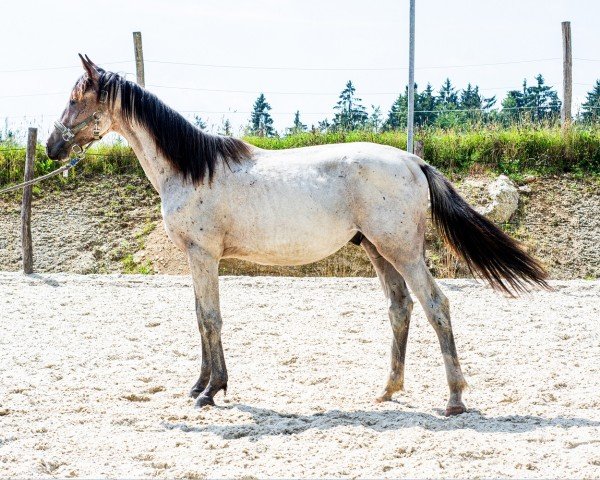 stallion Lavin Z (Zangersheide riding horse,  , from Limp Bizkit 6)