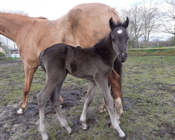 dressage horse Mystique High Batman (German Riding Pony, 2021, from Holsteins Highlight)