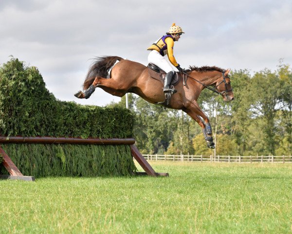 jumper Eagle Spirit (KWPN (Royal Dutch Sporthorse), 2009, from Warrant)