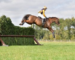 Springpferd Eagle Spirit (KWPN (Niederländisches Warmblut), 2009, von Warrant)