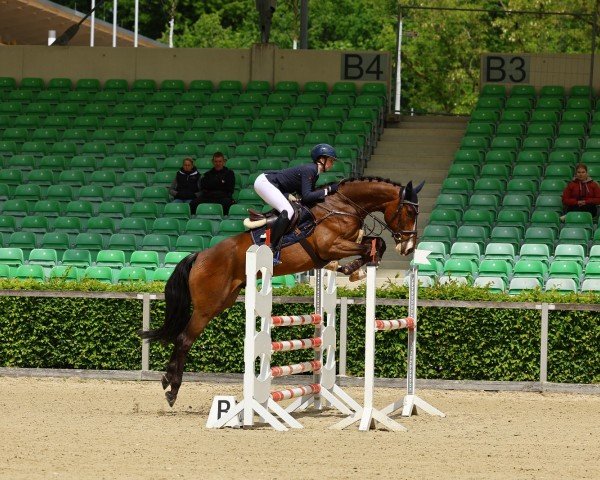 jumper Chocoleyle (German Sport Horse, 2018, from Carleyle)