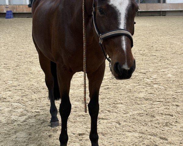 Dressurpferd Neuschloß Vienna (Hessisches Warmblut, 2008, von Verdi)