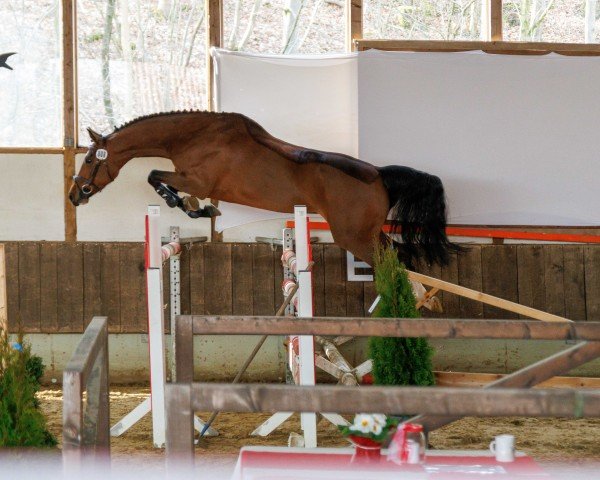 Springpferd Chakka Chakka (Westfale, 2020, von Couleur Rouge)