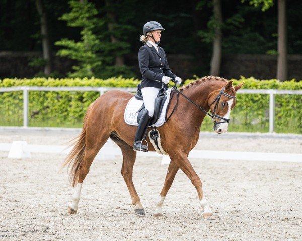 Dressurpferd Balios 19 (Deutsches Sportpferd, 2020, von Bourbon)