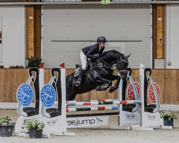 jumper Vinziella Zge (Hanoverian, 2015, from Viscount 22)