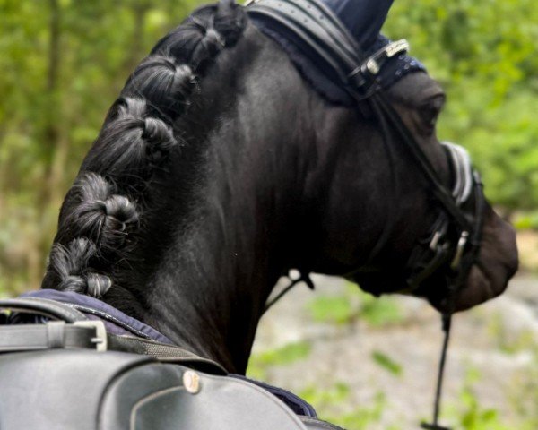 dressage horse Carlson MG (unknown, 2012)