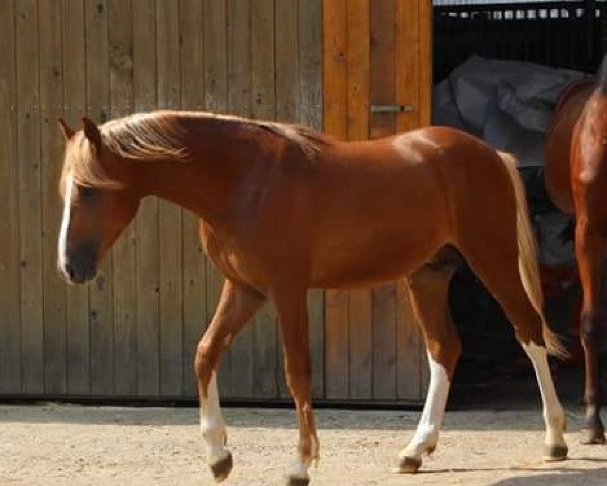dressage horse Steverheides Date Doktor (German Riding Pony, 2017, from Dressman IV)