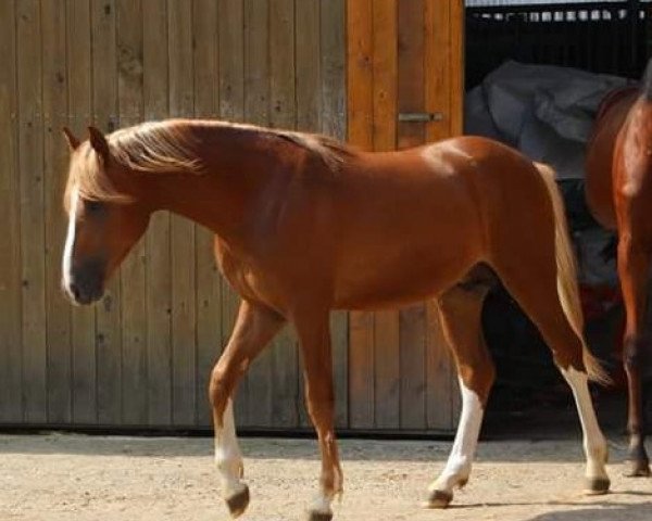 dressage horse Steverheides Date Doktor (German Riding Pony, 2017, from Dressman IV)