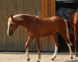 Dressurpferd Steverheides Date Doktor (Deutsches Reitpony, 2017, von Dressman IV)