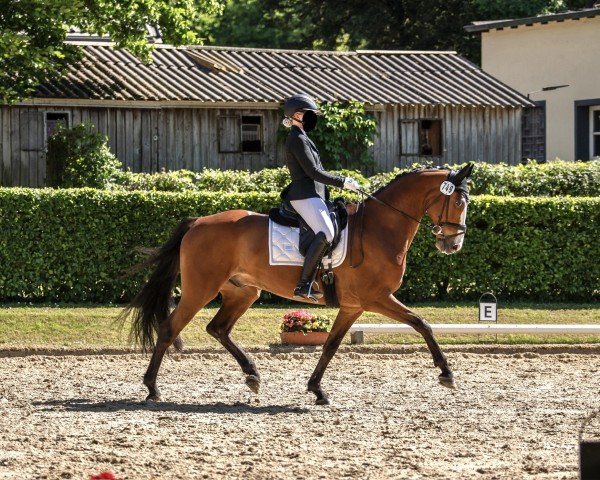 Dressurpferd Sir Kingsley (Hannoveraner, 2016, von Sir Heinrich OLD)