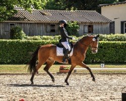 Dressurpferd Sir Kingsley (Hannoveraner, 2016, von Sir Heinrich OLD)