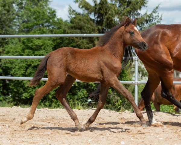 jumper Dobby (German Riding Pony, 2024, from Del Piero 25)