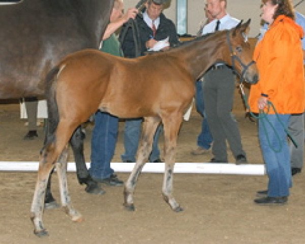 Dressurpferd Lovely Dancer 4 (Westfale, 2009, von Love Me)