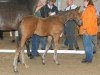 dressage horse Lovely Dancer 4 (Westphalian, 2009, from Love Me)