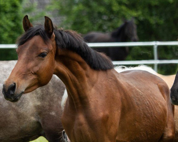 Springpferd Million Dreams (Deutsches Reitpony, 2022, von Million Reasons)
