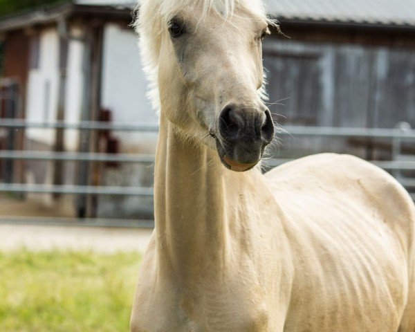 Dressurpferd Amore Mia (Deutsches Reitpony, 2022, von Dating AT NRW)
