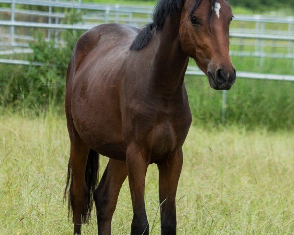 dressage horse Darling (German trotters, 2022, from Dance Star AT NRW)