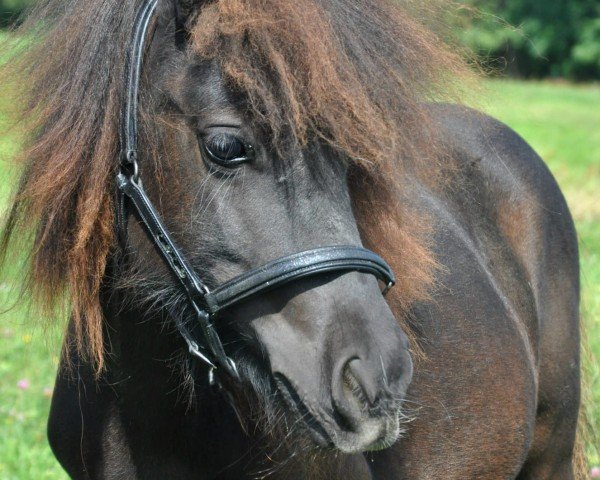 Pferd Peanut (Shetland Pony, 2023, von Galant van Hendrijntje)